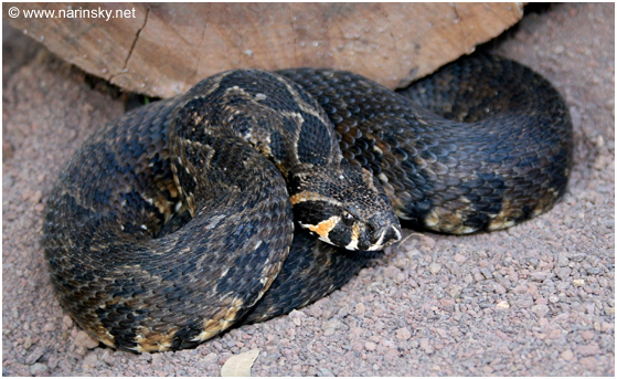 צפע ארצישראלי Vipera palaestinae