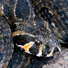 צפע ארצישראלי Vipera palaestinae
