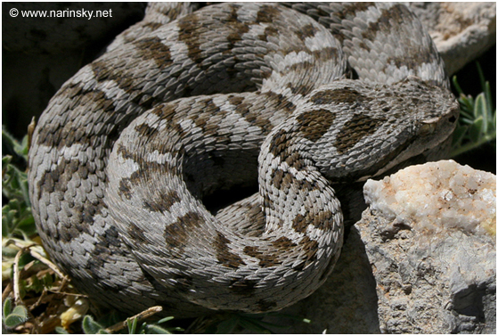 צפע חרמון Vipera bormmuelleri