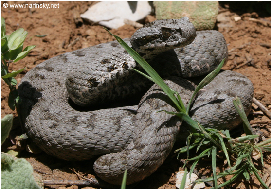 צפע חרמון Vipera bormmuelleri