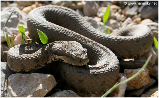 צפע חרמון Vipera bormmuelleri