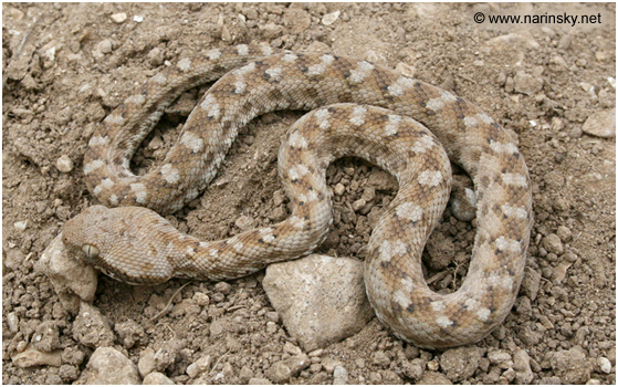 אפעה מגוון Echis coloratus