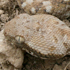 אפעה מגוון Echis coloratus