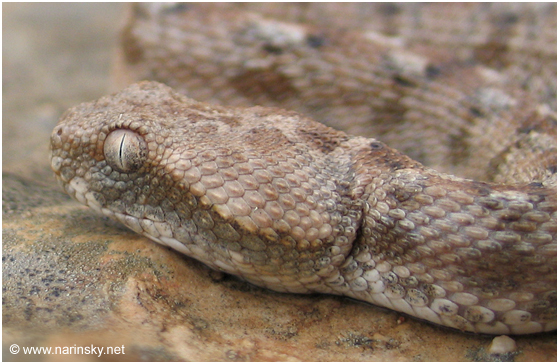 אפעה מגוון Echis coloratus