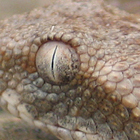 אפעה מגוון Echis coloratus
