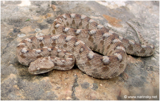 אפעה מגוון Echis coloratus