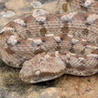 אפעה מגוון Echis coloratus