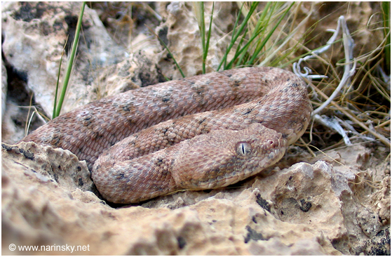 אפעה מגוון Echis coloratus