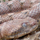אפעה מגוון Echis coloratus