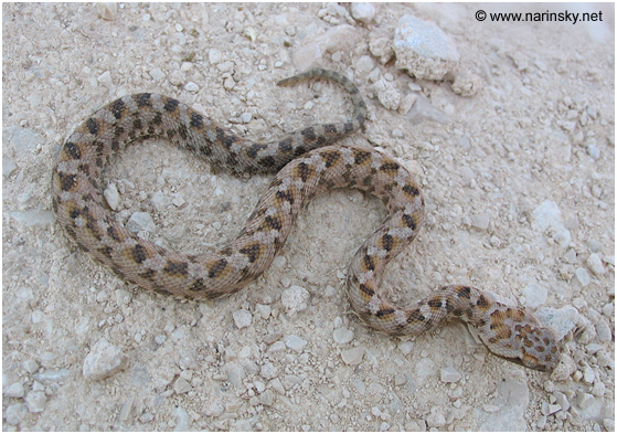 אפעה מגוון Echis coloratus