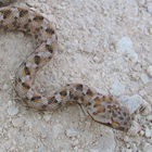אפעה מגוון Echis coloratus