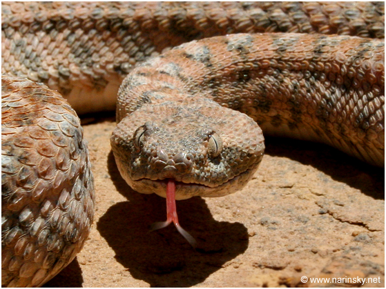 אפעה מגוון Echis coloratus