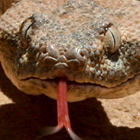 אפעה מגוון Echis coloratus