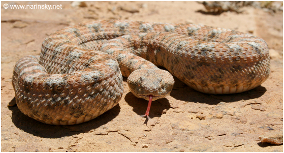 אפעה מגוון Echis coloratus