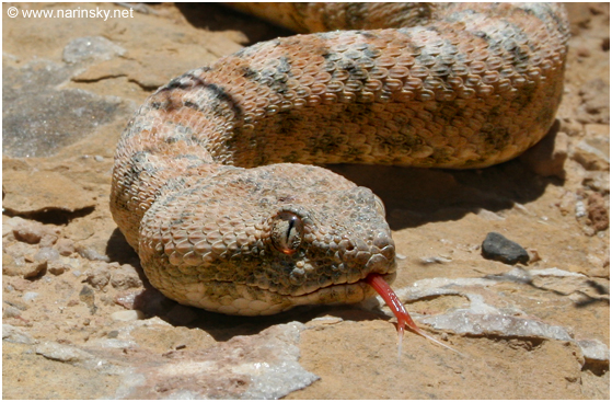 אפעה מגוון Echis coloratus