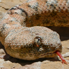 אפעה מגוון Echis coloratus