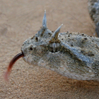 עכן חרטומים Cerastes cerastes