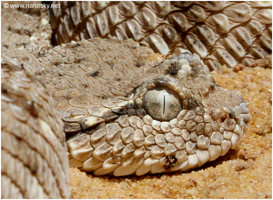 עכן גדול Cerastes gasperettii