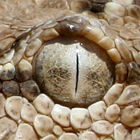 עכן גדול Cerastes gasperettii