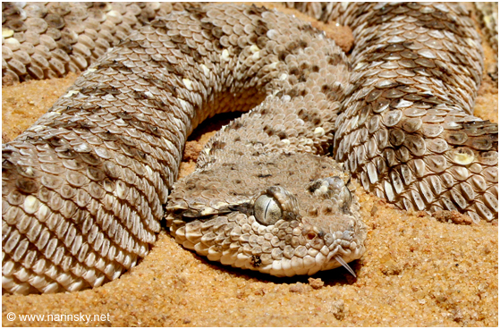 עכן גדול Cerastes gasperettii
