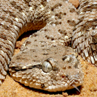 עכן גדול Cerastes gasperettii