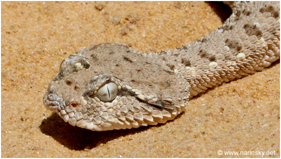 עכן גדול Cerastes gasperettii