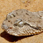 עכן גדול Cerastes gasperettii