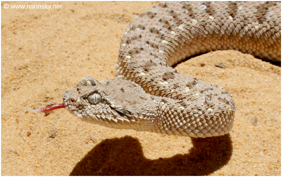 עכן גדול Cerastes gasperettii