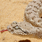 עכן גדול Cerastes gasperettii