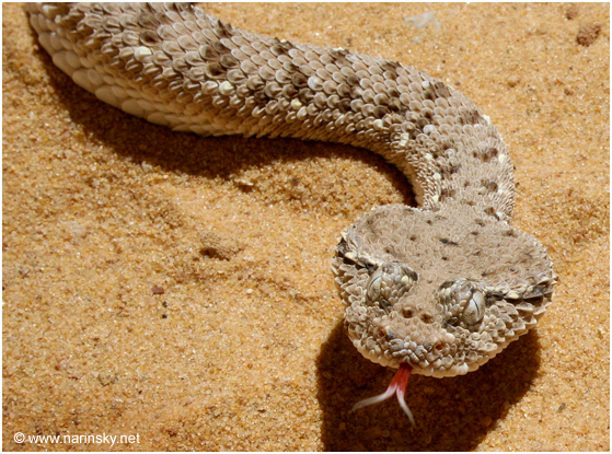 עכן גדול Cerastes gasperettii