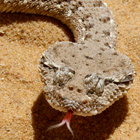 עכן גדול Cerastes gasperettii