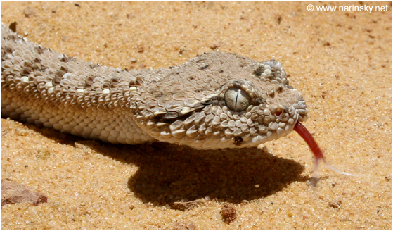 עכן גדול Cerastes gasperettii