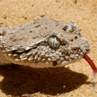 עכן גדול Cerastes gasperettii
