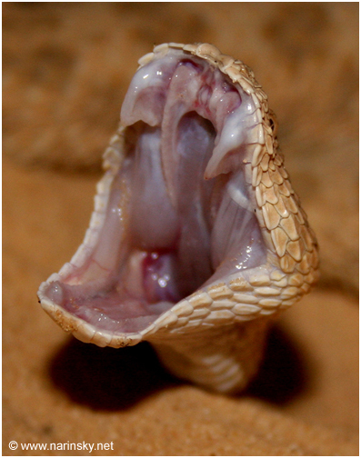עכן קטן Cerastes vipera