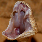 עכן קטן Cerastes vipera