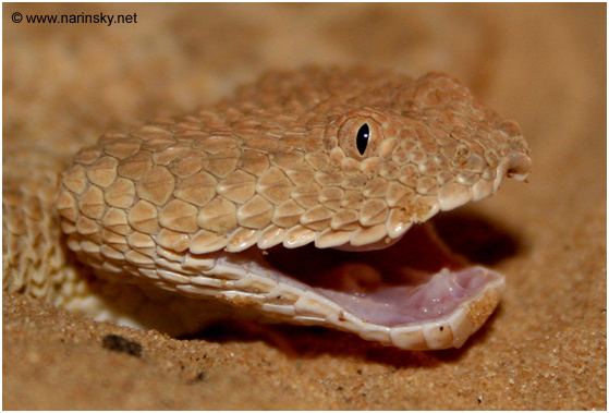 עכן קטן Cerastes vipera