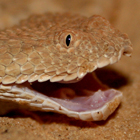 עכן קטן Cerastes vipera