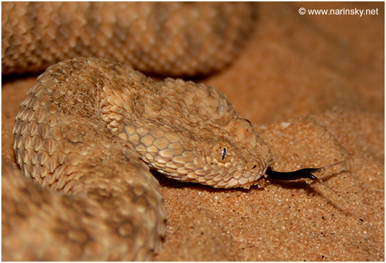 עכן קטן Cerastes vipera