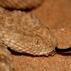 עכן קטן Cerastes vipera