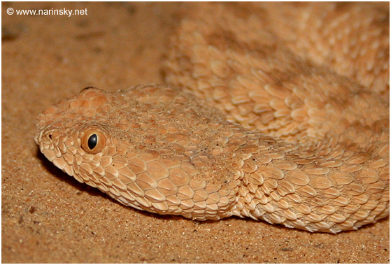 עכן קטן Cerastes vipera
