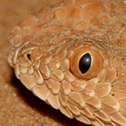 עכן קטן Cerastes vipera