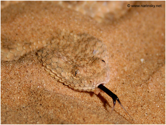 עכן קטן Cerastes vipera