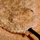 עכן קטן Cerastes vipera