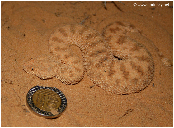 עכן קטן Cerastes vipera