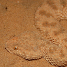 עכן קטן Cerastes vipera