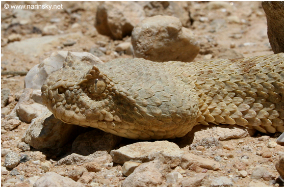 שפיפון הנגב Pseudocerasetes persicus