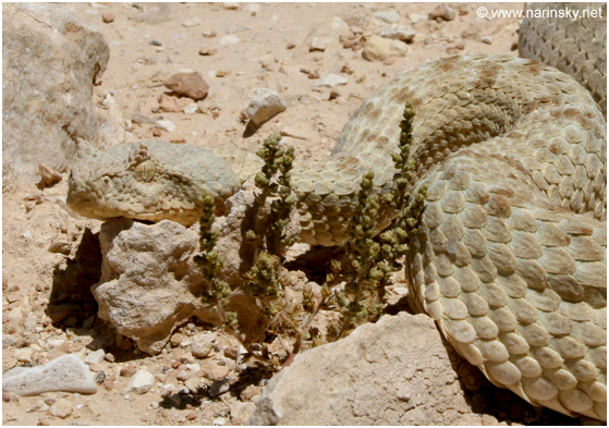 שפיפון הנגב Pseudocerasetes persicus