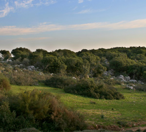 נוף טבעי ירוק