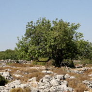 נוף ים תיכוני