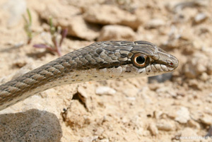 מחנה אקולוגי נחל פרת